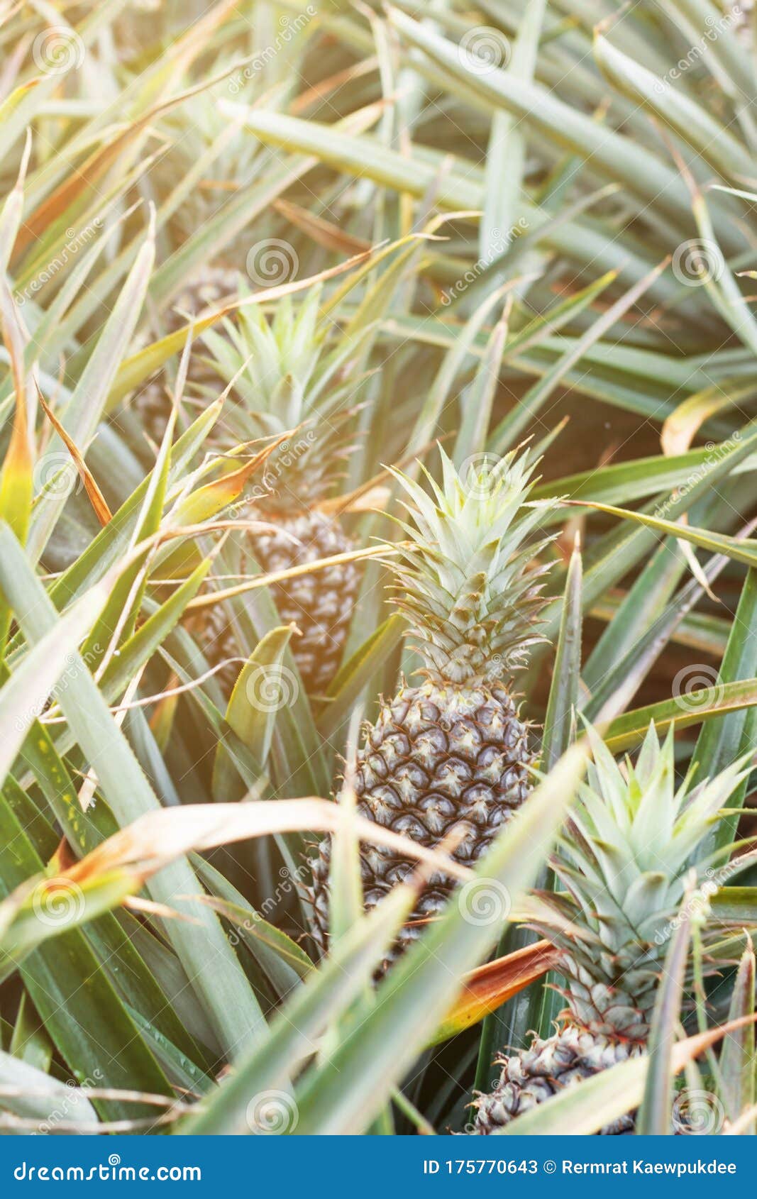 Pineapple on Tree with Sunlight Stock Image Image of garden, grow 175770643