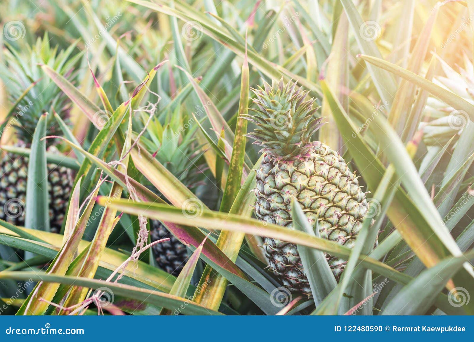 Pineapple on Tree at Sunlight. Stock Photo Image of food, diet 122480590