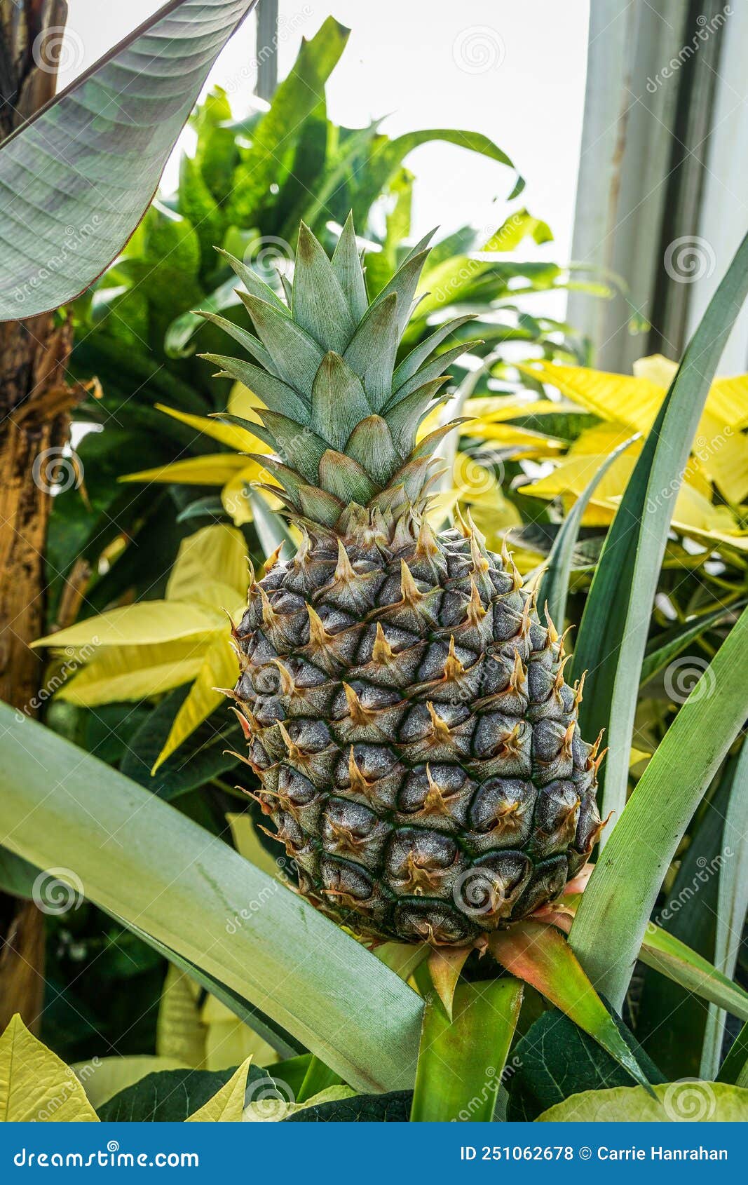 Pineapple Tropical Fruit Growing in Greenhouse Stock Photo Image of