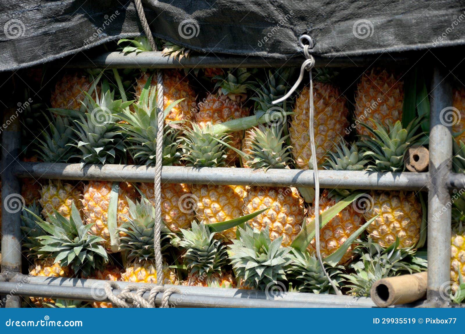 Pineapple in truck stock image. Image of line, delicious 29935519