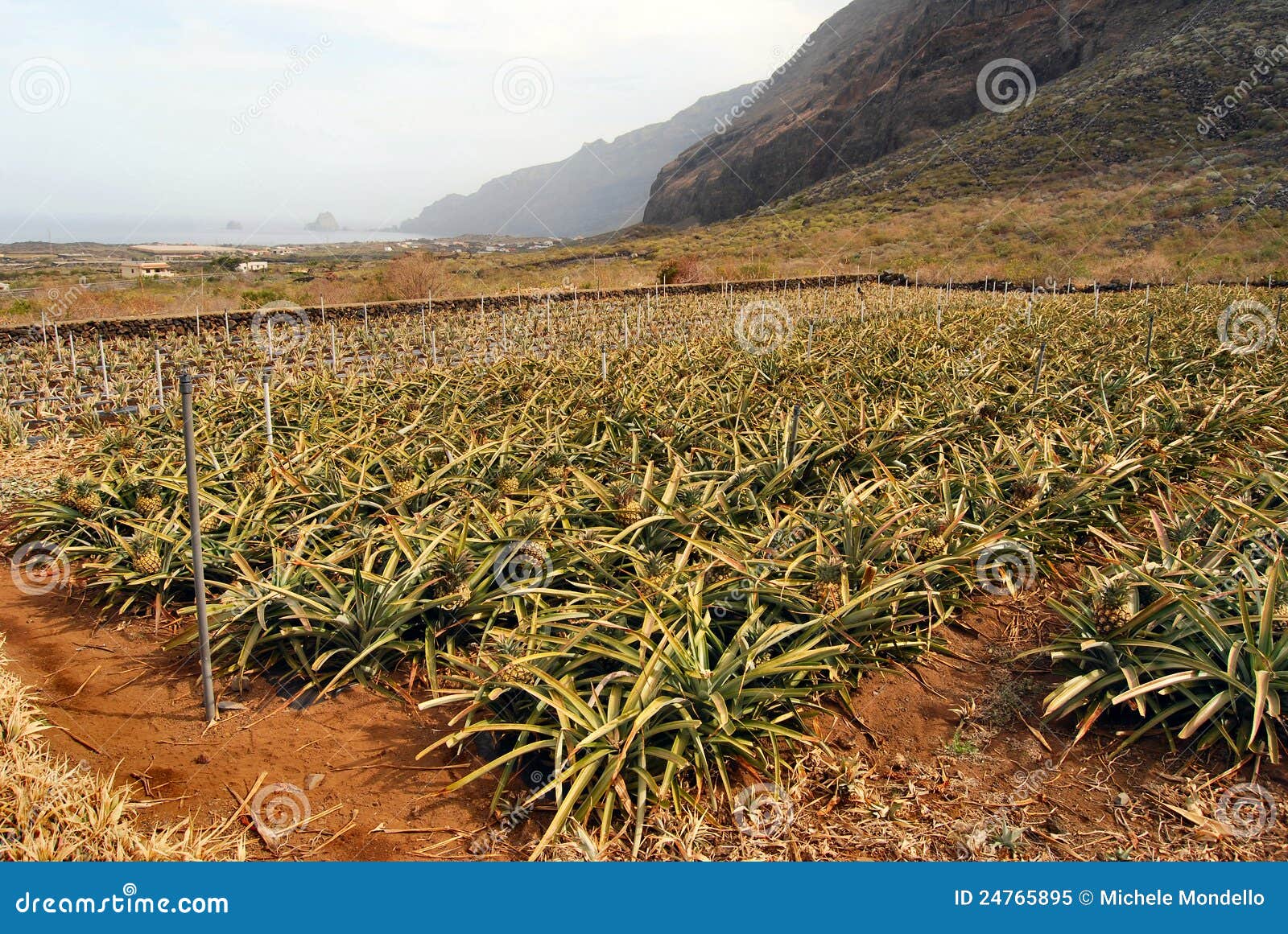 pineapples plantation in el hierro