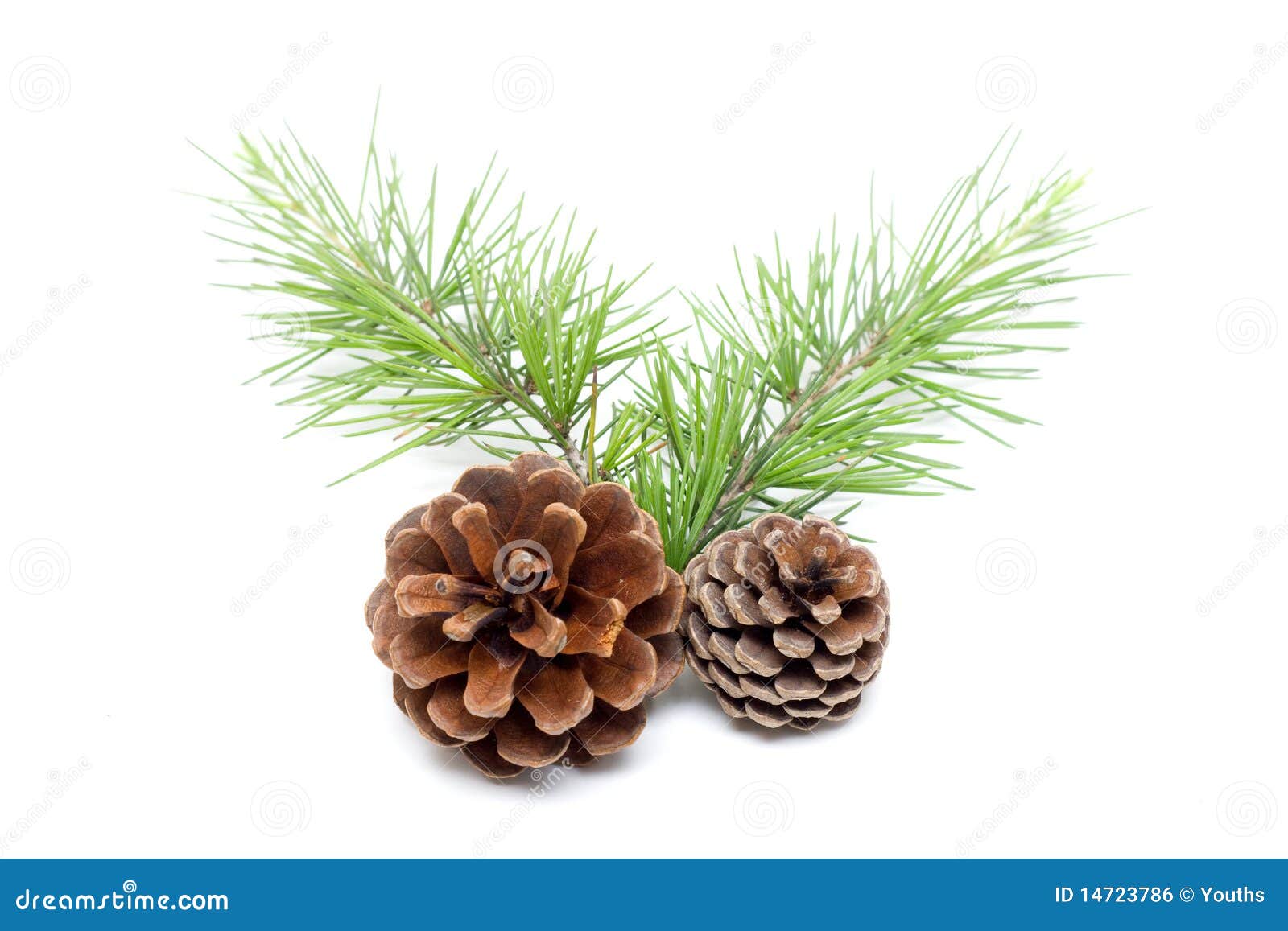 pinecone  on white background