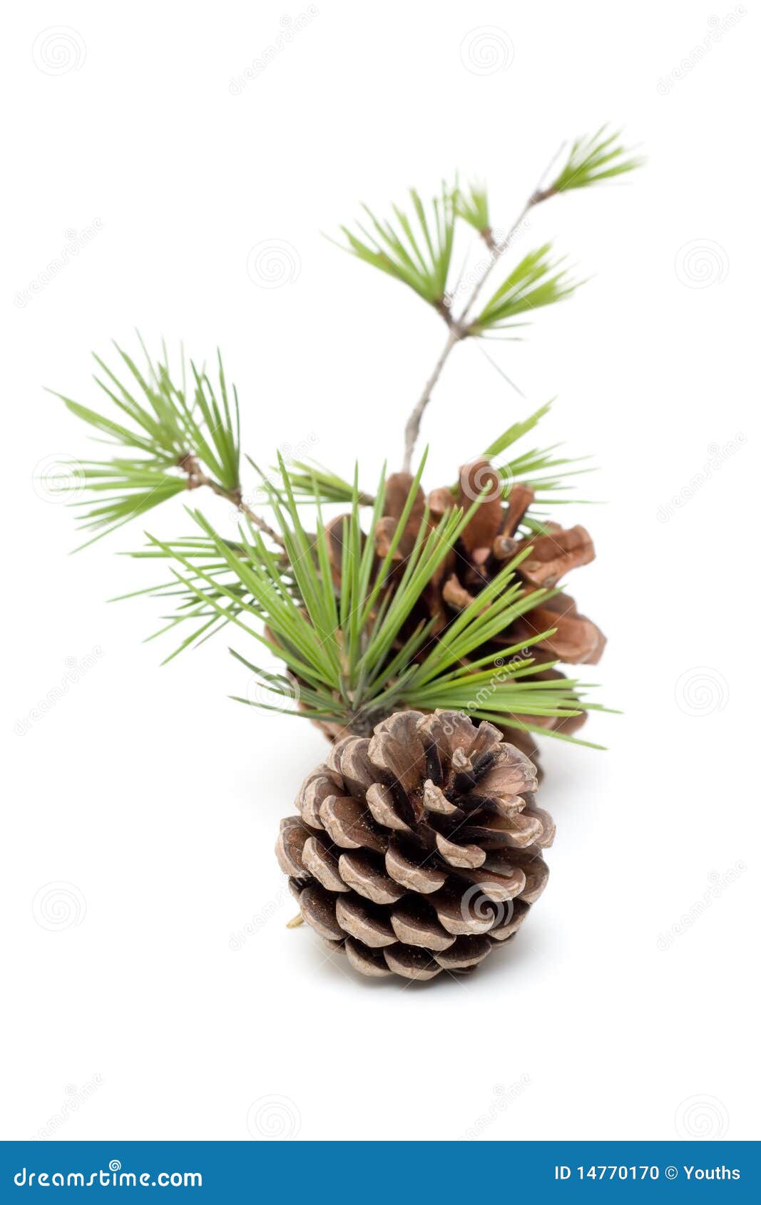 pinecone  on white background