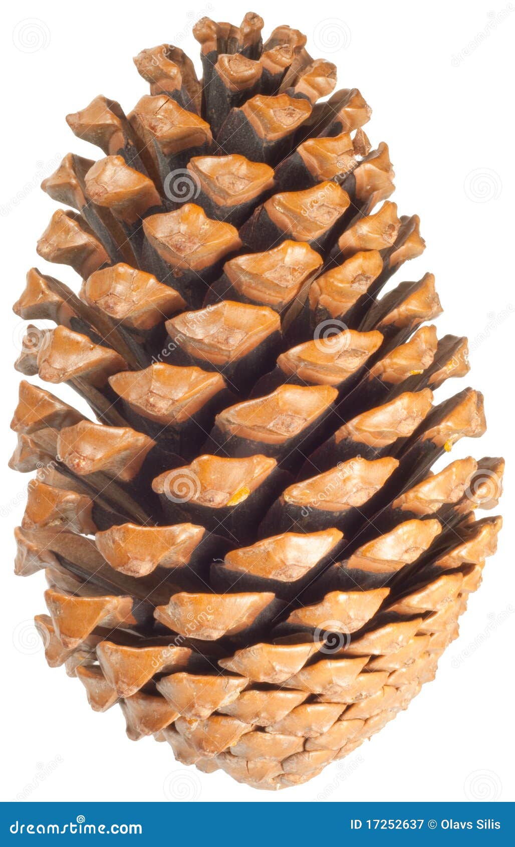 Pinecone Royalty Free Stock Photography - Image: 17252637