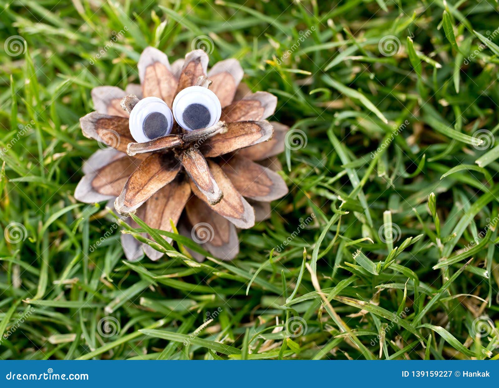 Pinecone with Big Eyes Staring Directly at You. Cute Stock Image