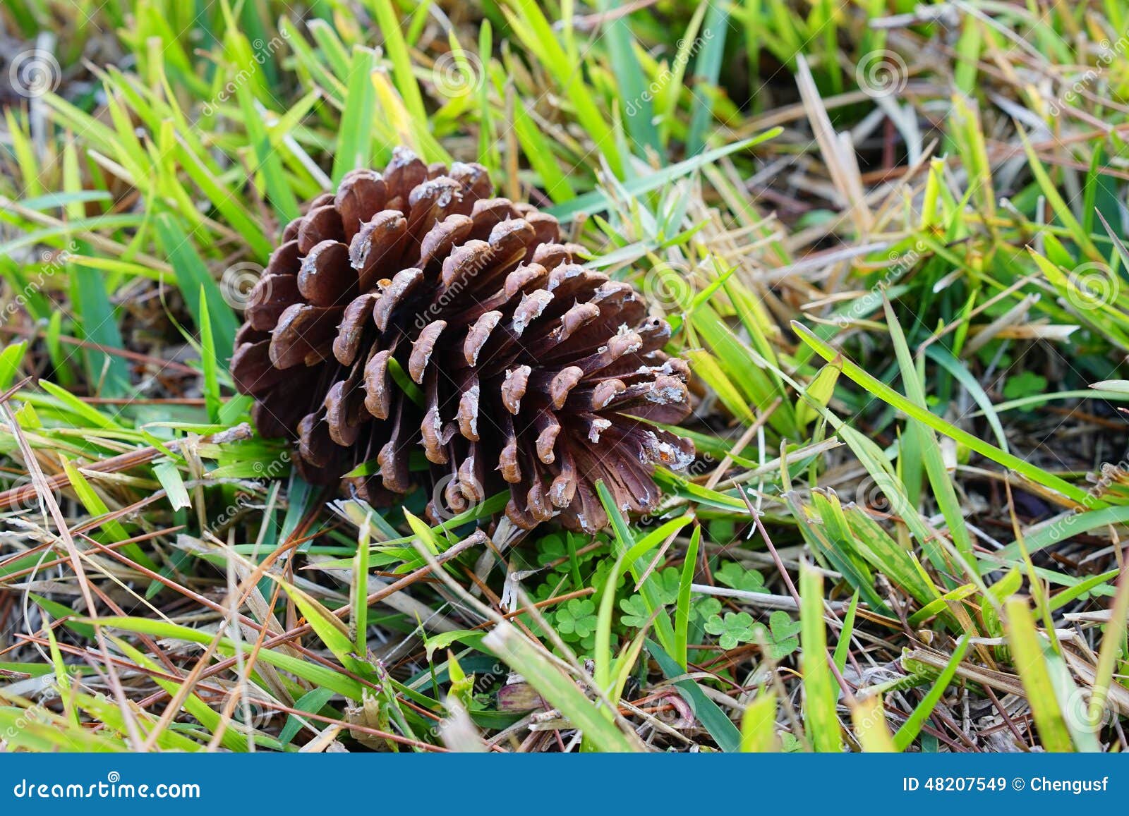 Pinecone. Cone of Pine. Fruit of Nature. Stock Image Image of