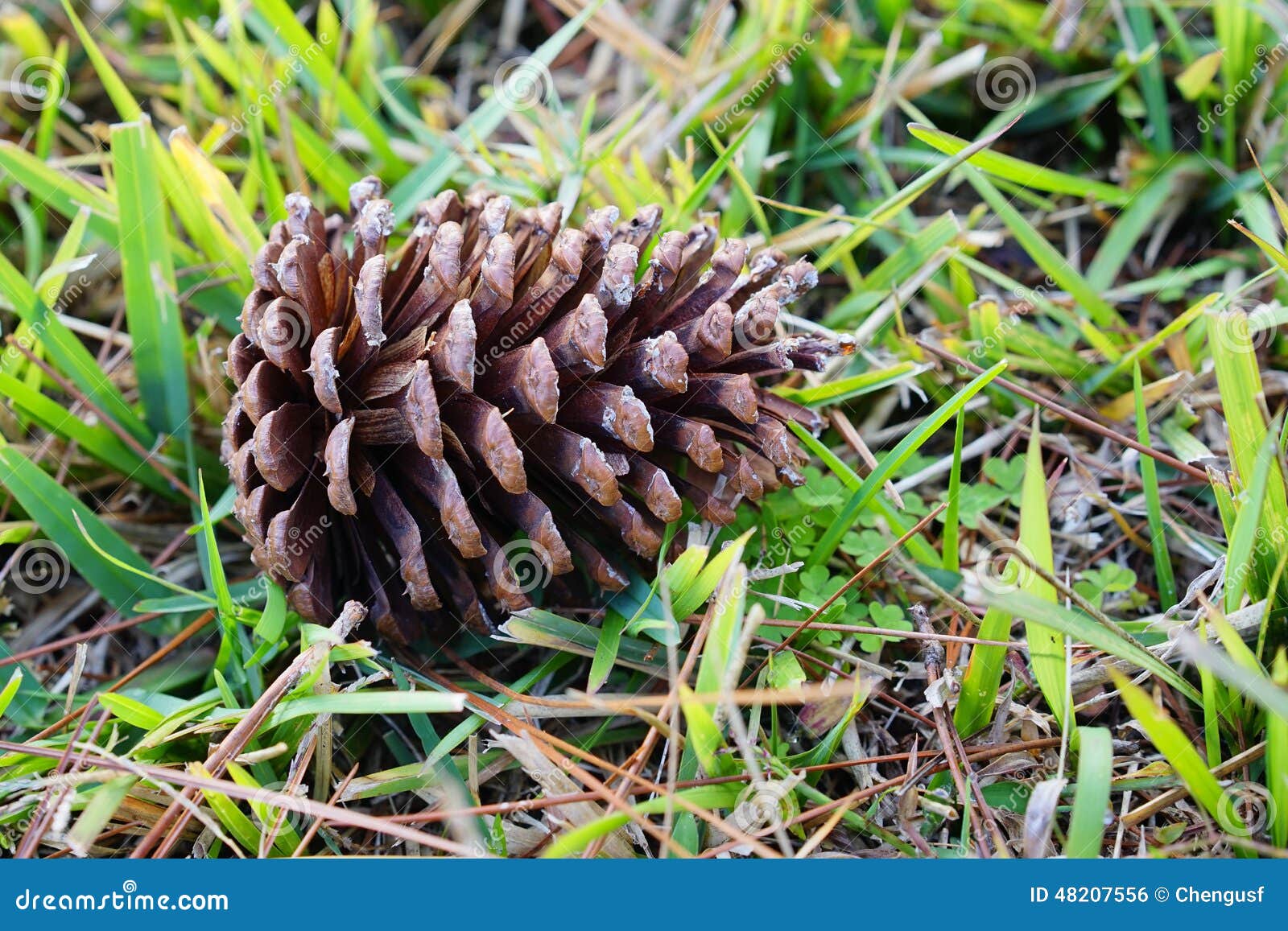 Pinecone. Cone of Pine. Fruit of Nature. Stock Photo Image of land
