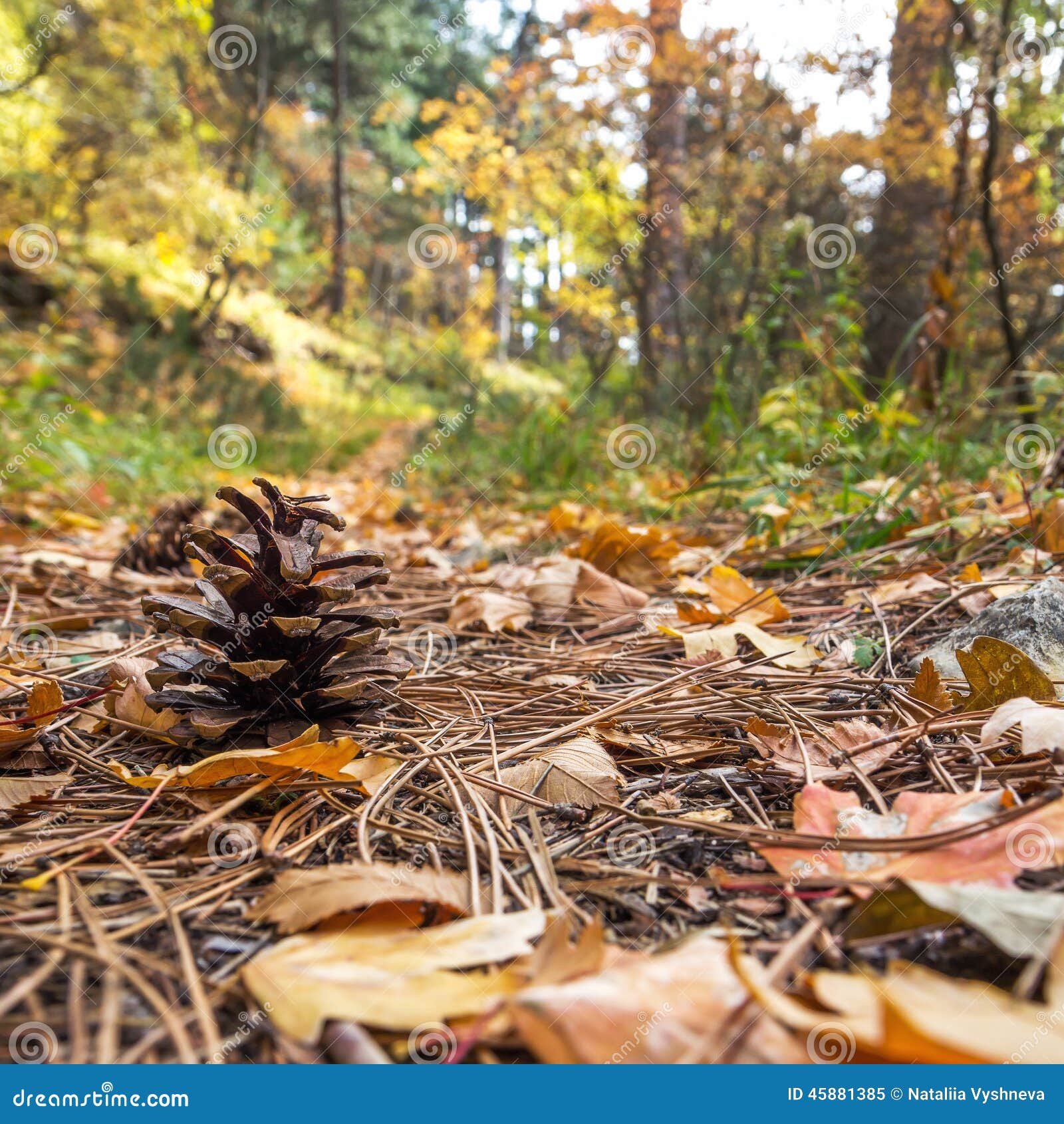 pinecone in the fallen leaves