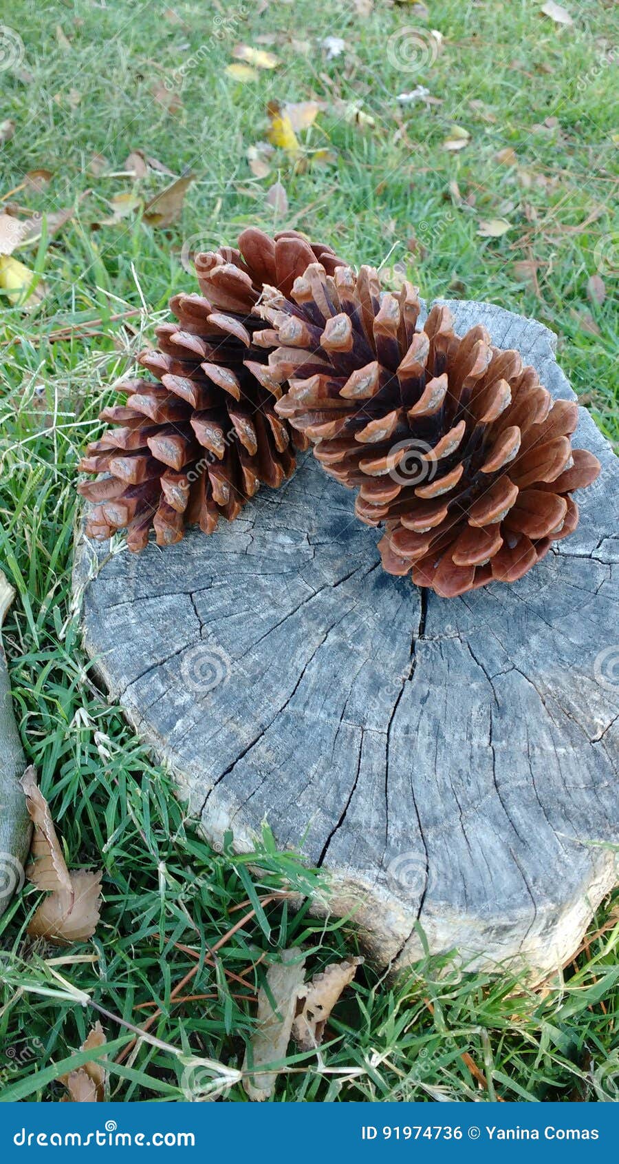 pinecone