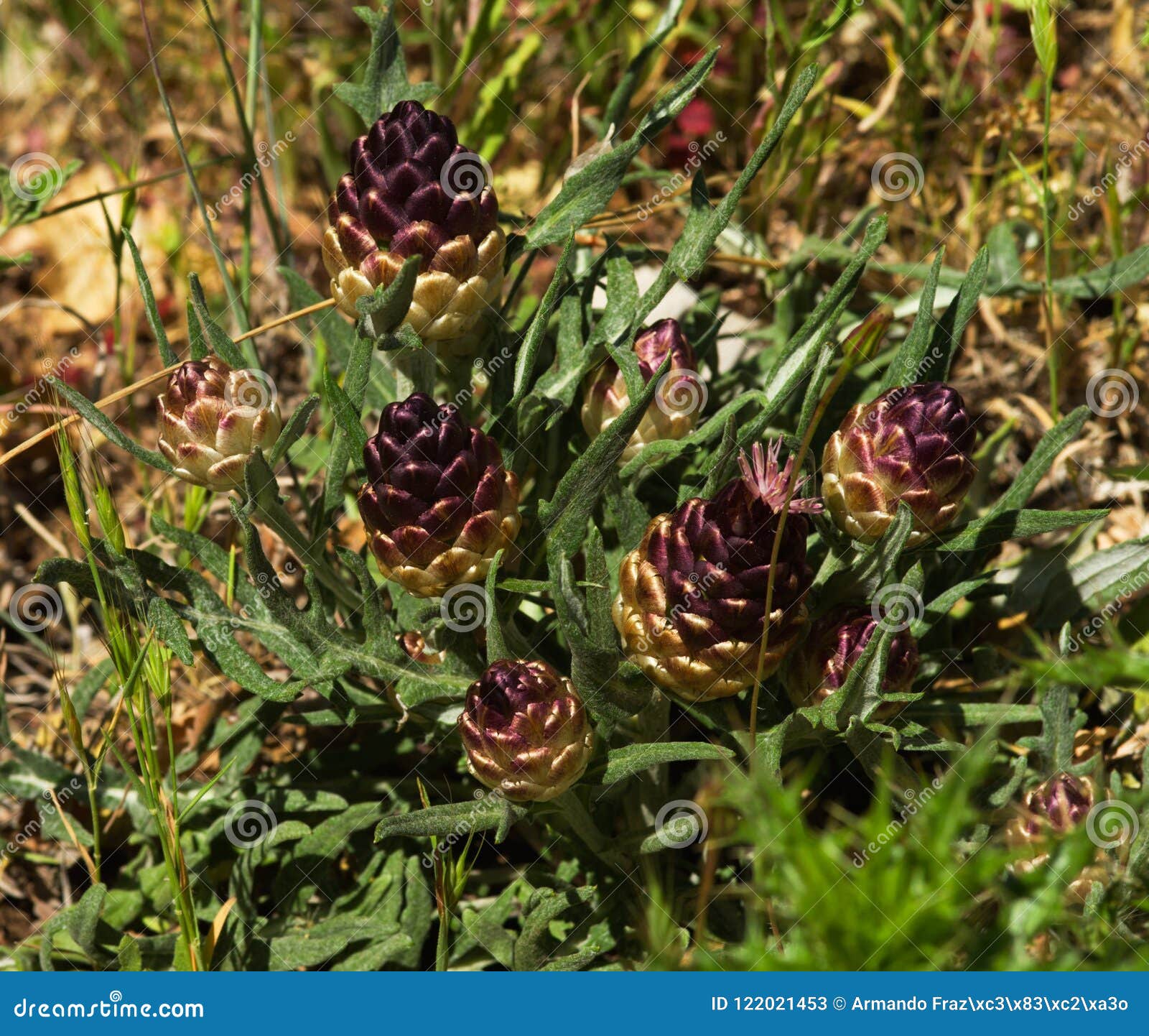 pinecone thistle plants show pine form flowers - rhaponticum coniferum