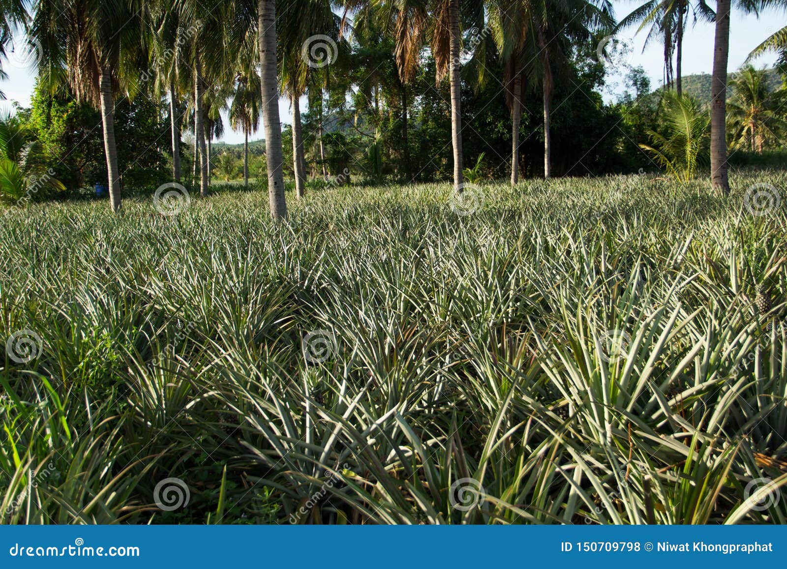 Visit the Pineapple Garden in the Morning Stock Photo Image of food