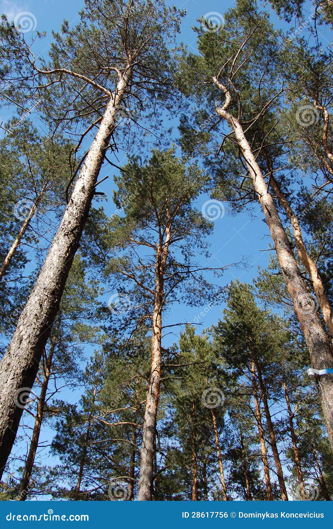 Pines in a blue sky stock photo. Image of forest, pine 28617756
