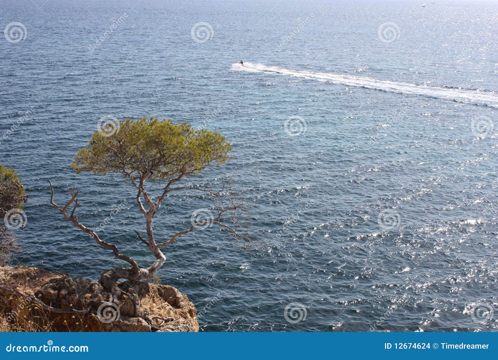 Pines beside the sea stock photo. Image of nature, pines - 12674624