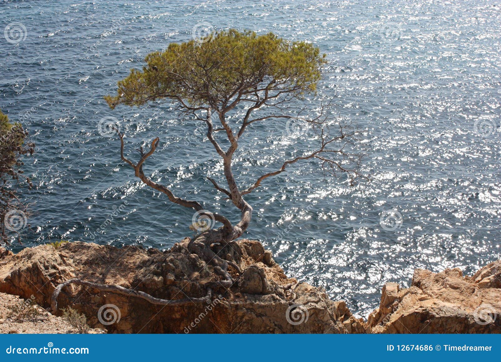Pines beside the sea stock photo. Image of holidays, pines - 12674686