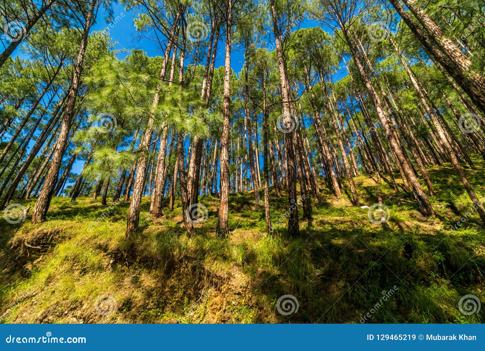 Pines Tree Forest stock image. Image of asia, scene 129465219