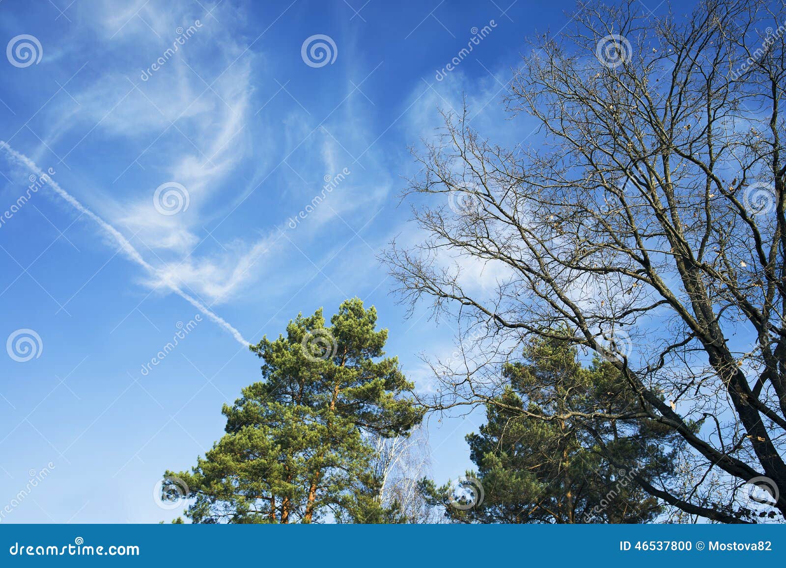 Pines and Trees and Blue Sky Stock Photo Image of pines, nature 46537800