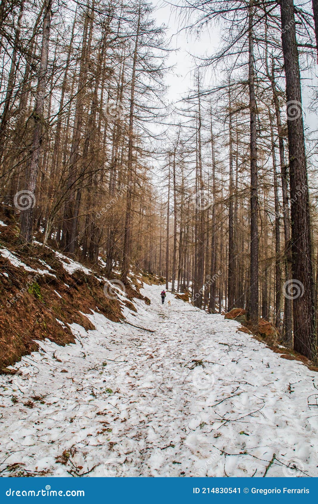 pineta montana durante un trekking