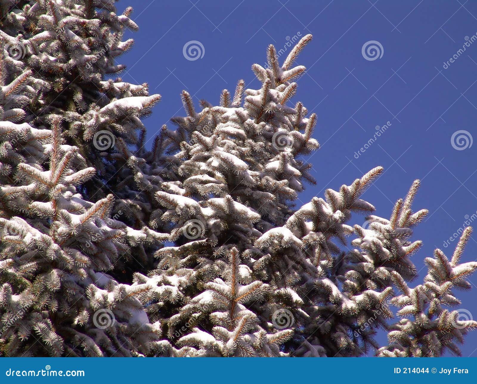 Pinetree Branches - Snow Picture. Image: 214044