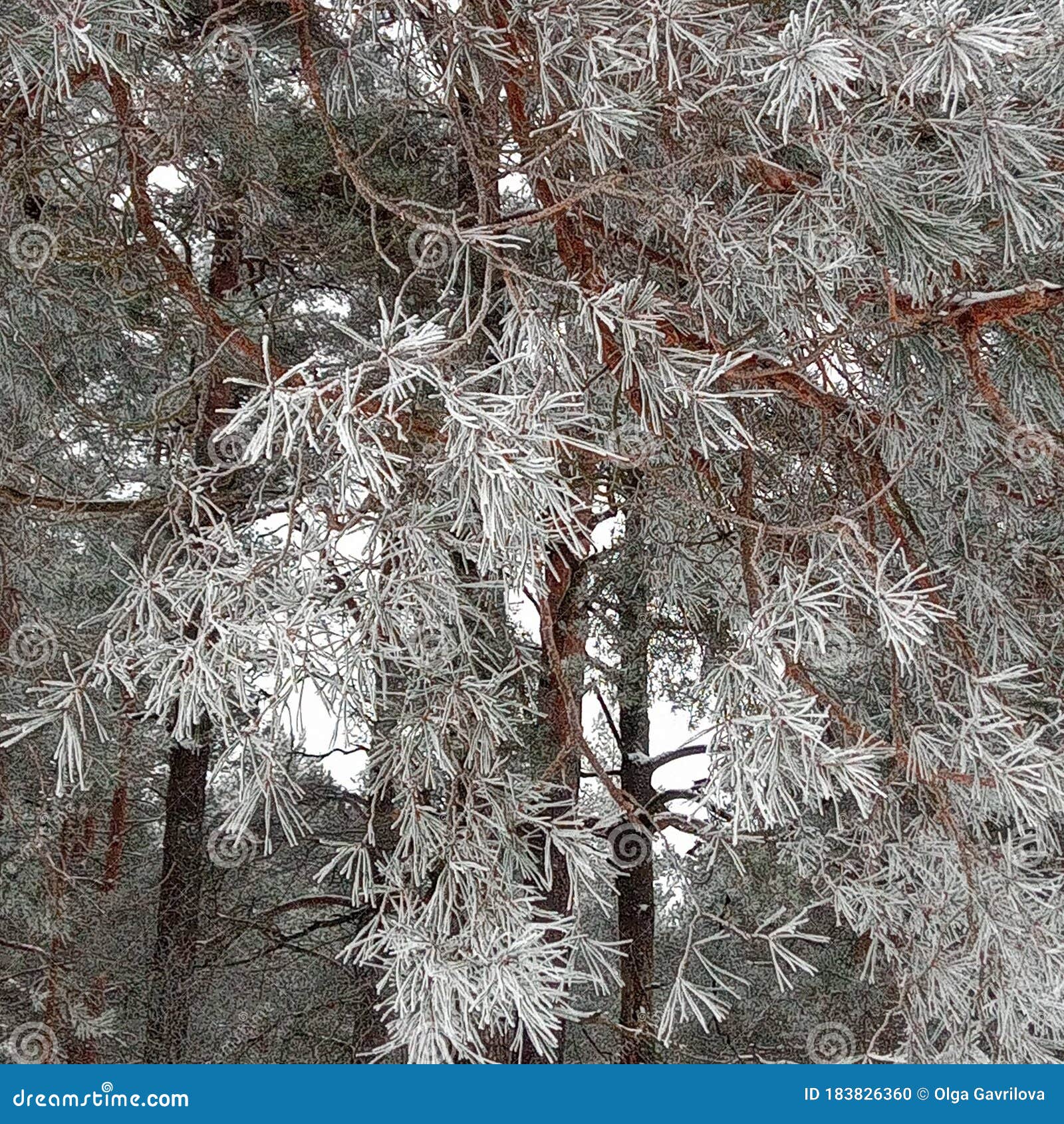 pinetrees in snow, white trees