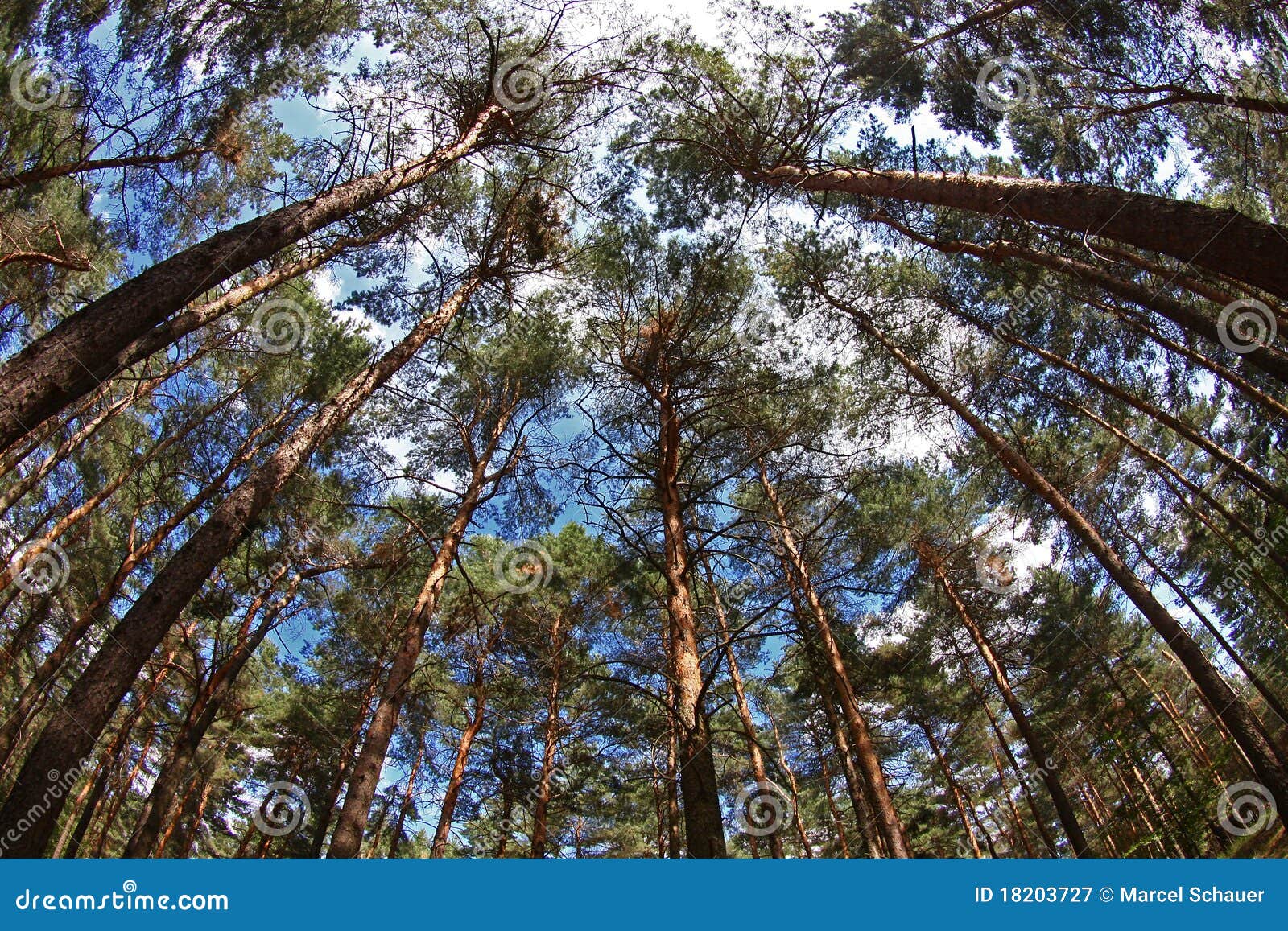 Pinewood stock image. Image of blue, scenic, green, sunlight 18203727