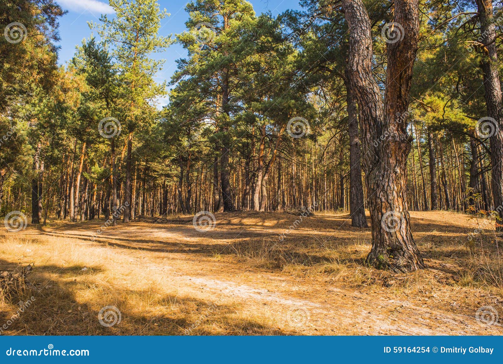 Pinewood stock photo. Image of leaves, fall, autumn, seasonal - 59164254