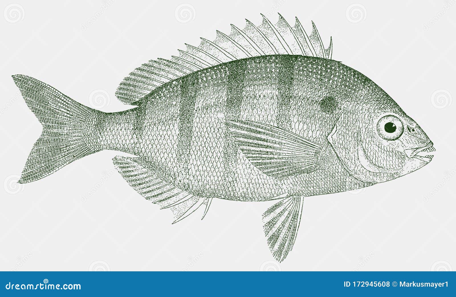 Pinfish from the Atlantic Ocean in Side View Stock Vector