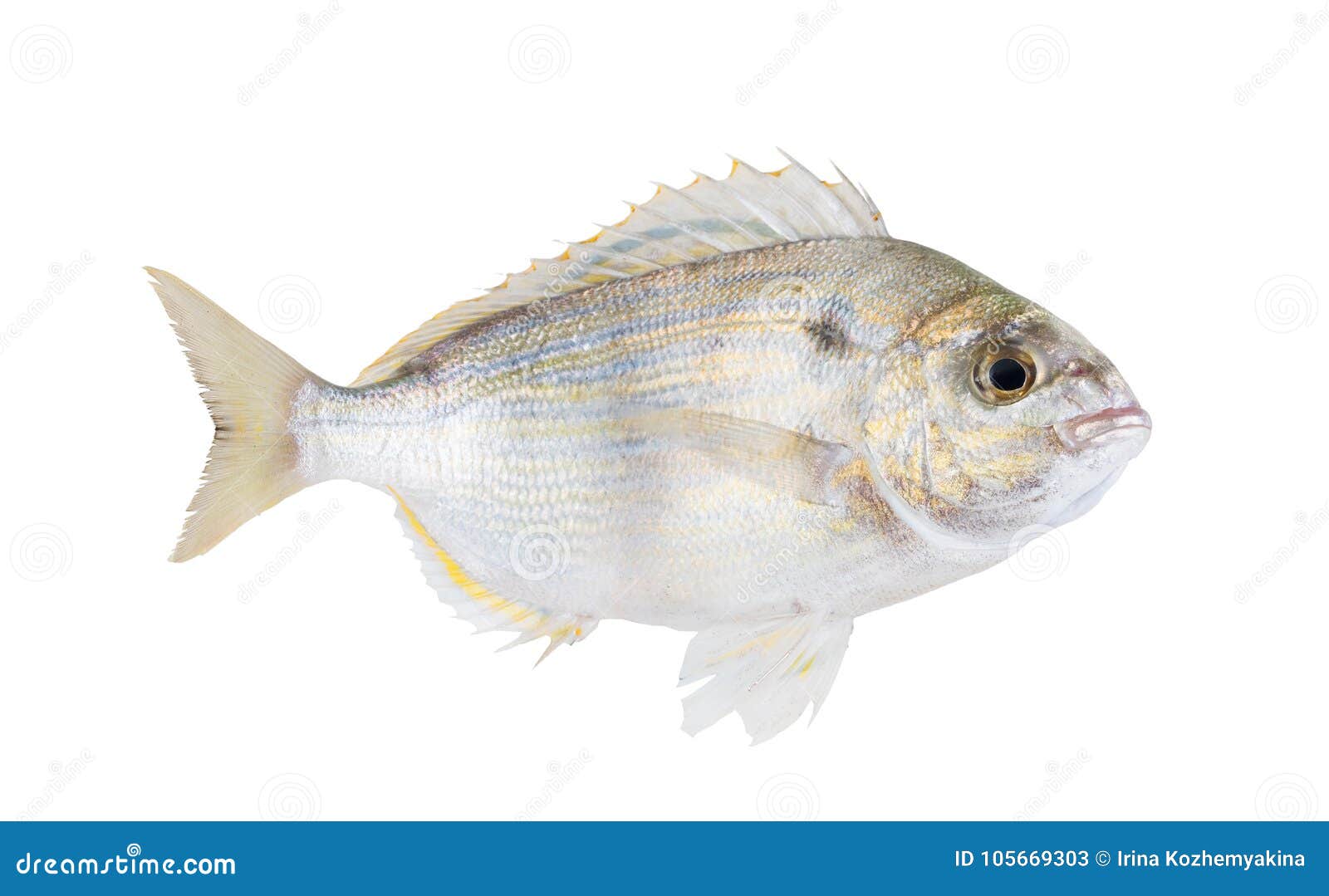 93,114 Saltwater Fish Stock Photos - Free & Royalty-Free Stock