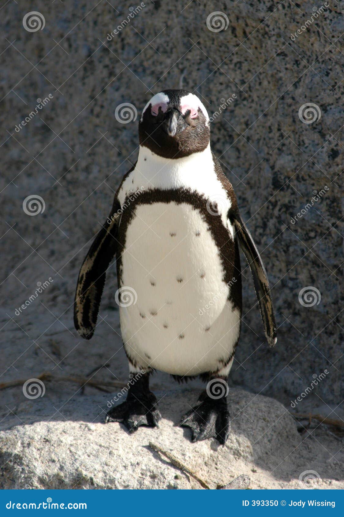 Pingüino feliz foto de archivo. Imagen de negro, playa - 393350, image size:1124x1690