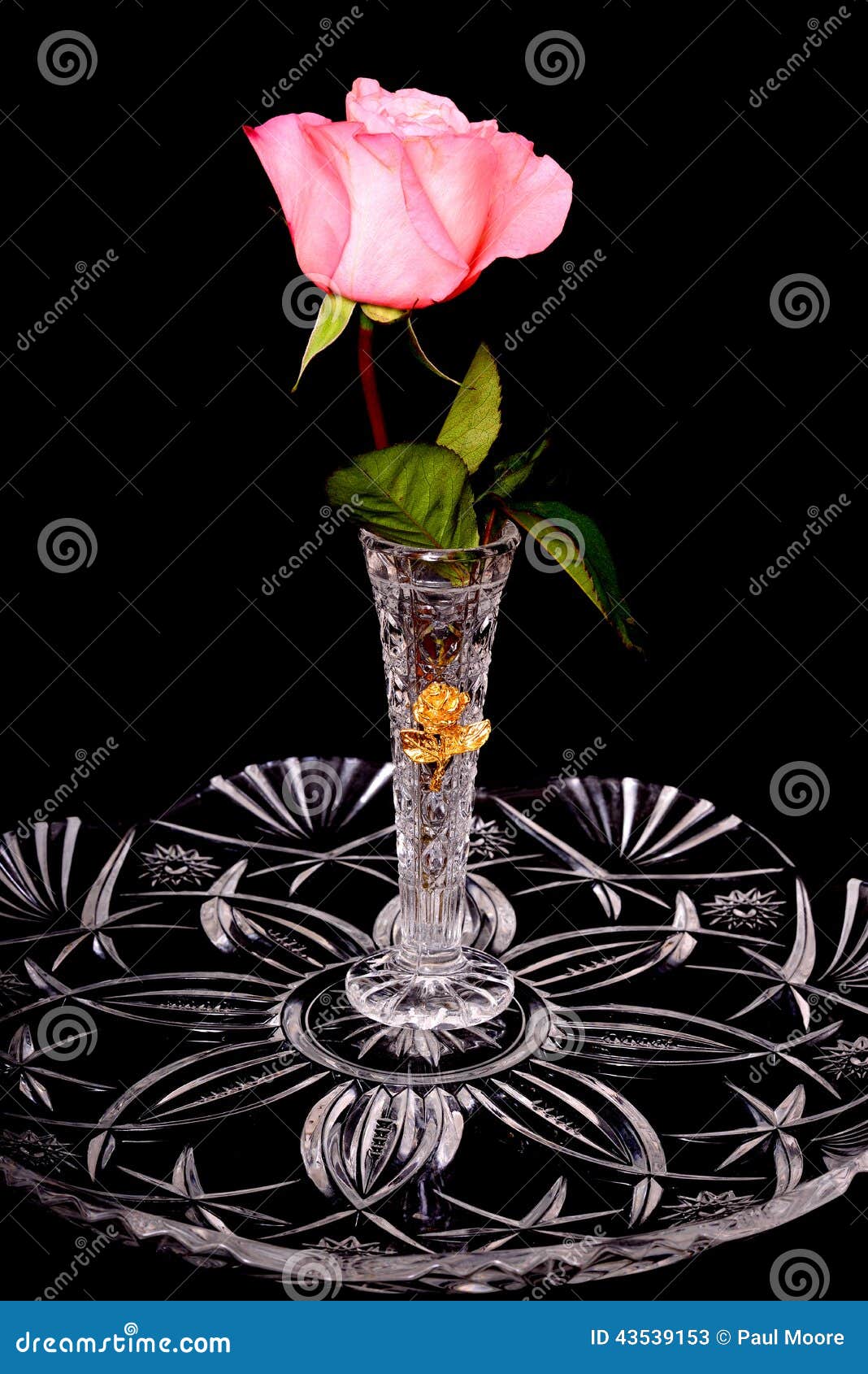 Ping rose in crystal vase stock image. Image of beauty 43539153