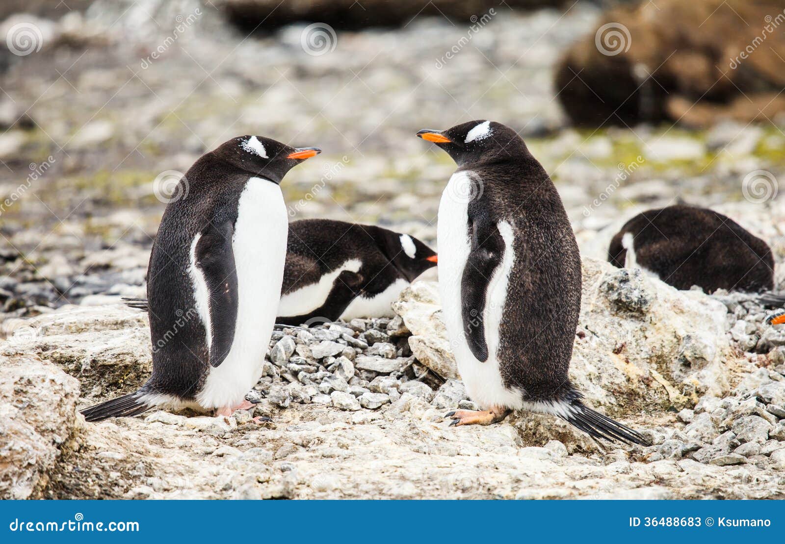 Pingouin de Gentoo dans la faune Antarctique