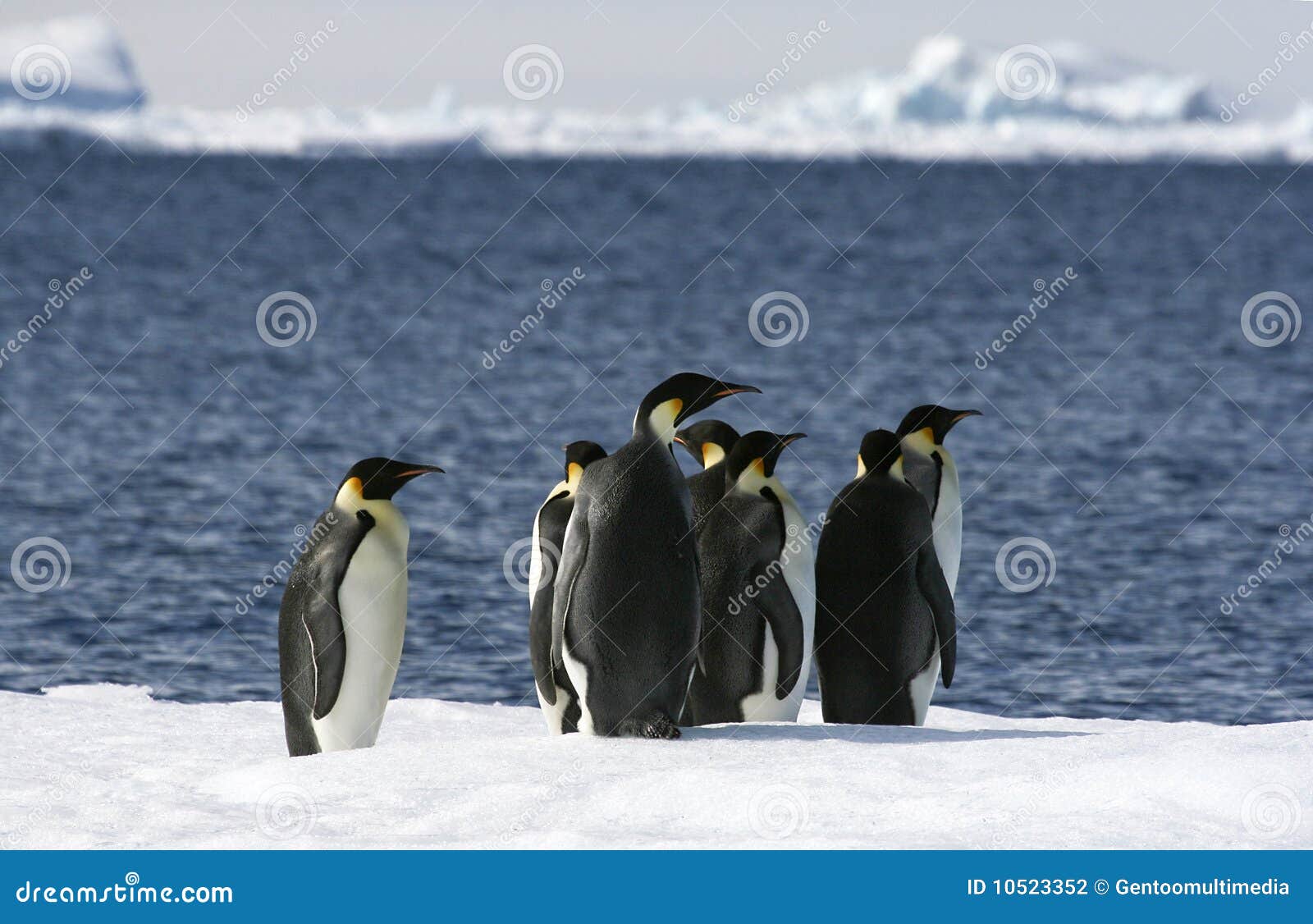 Pingouins de forsteri d'empereur d'aptenodytes. Weddell de mer de pingouins de glace de forsteri d'empereur d'aptenodytes de l'Antarctique