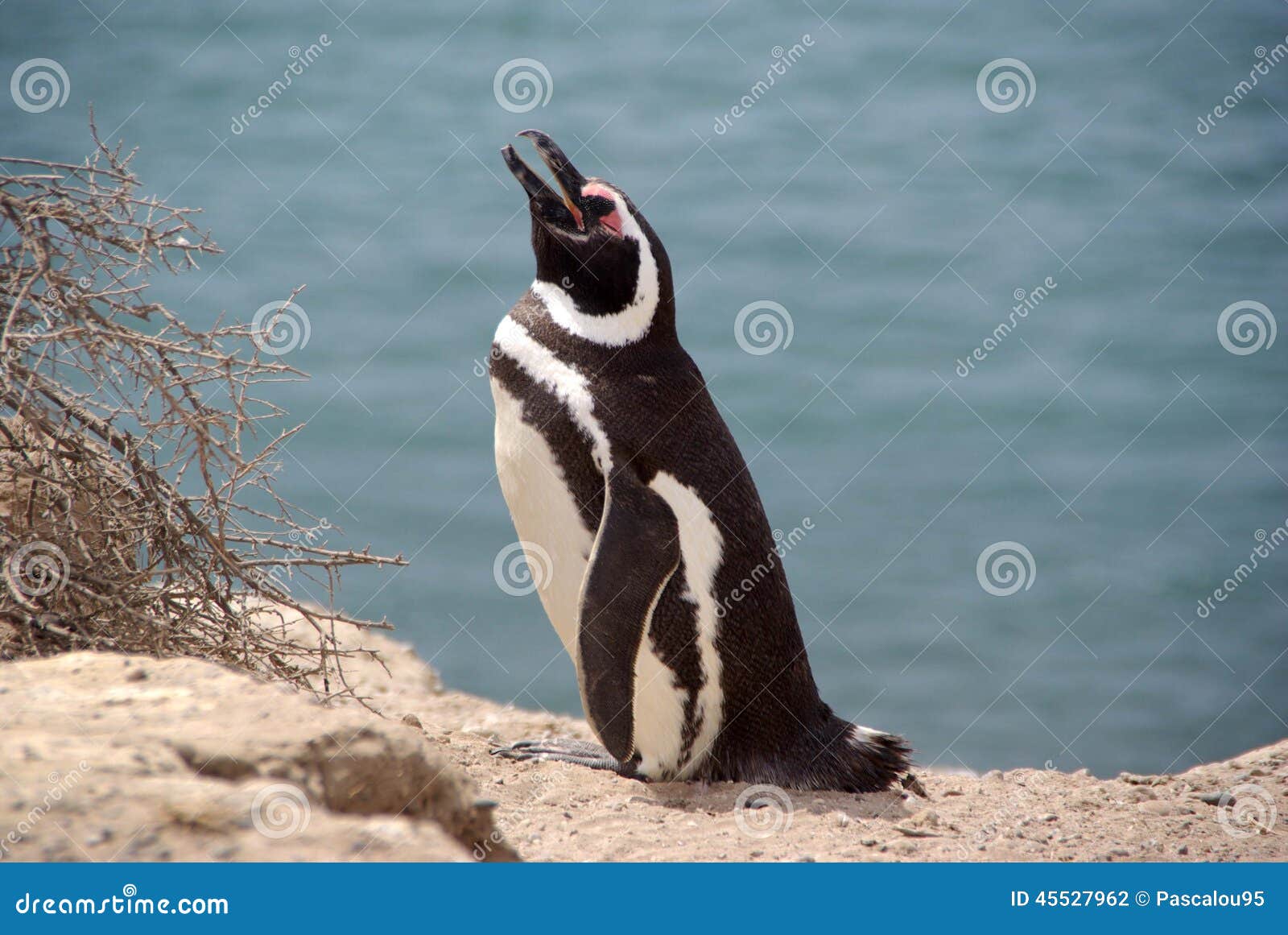 Pinguim de Magellanic no Patagonia. Pinguim de Magellanic na península no Patagonia, Argentina de Valdes