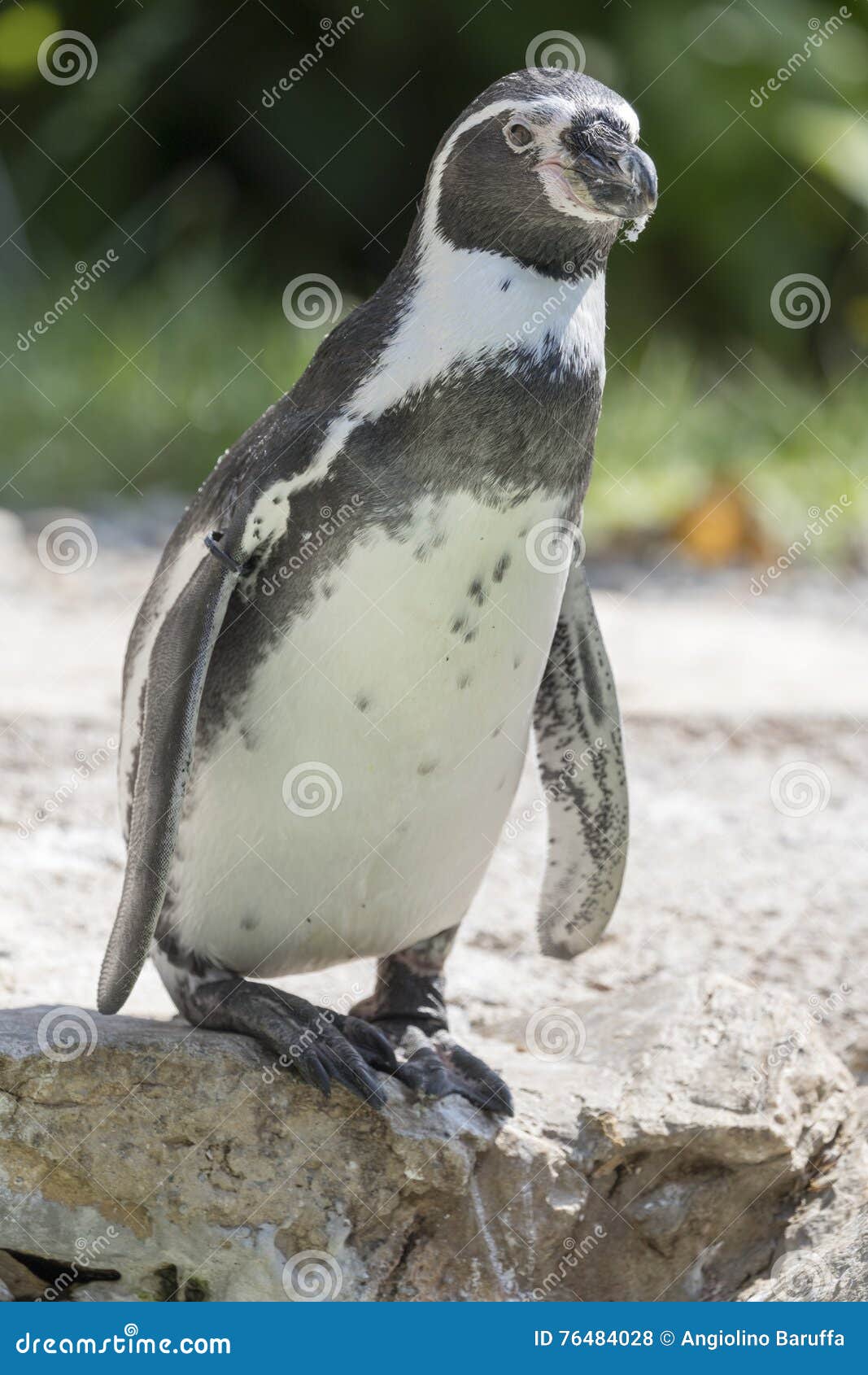 Pinguin photo stock. Image du normal, animal, immersion - 76484028