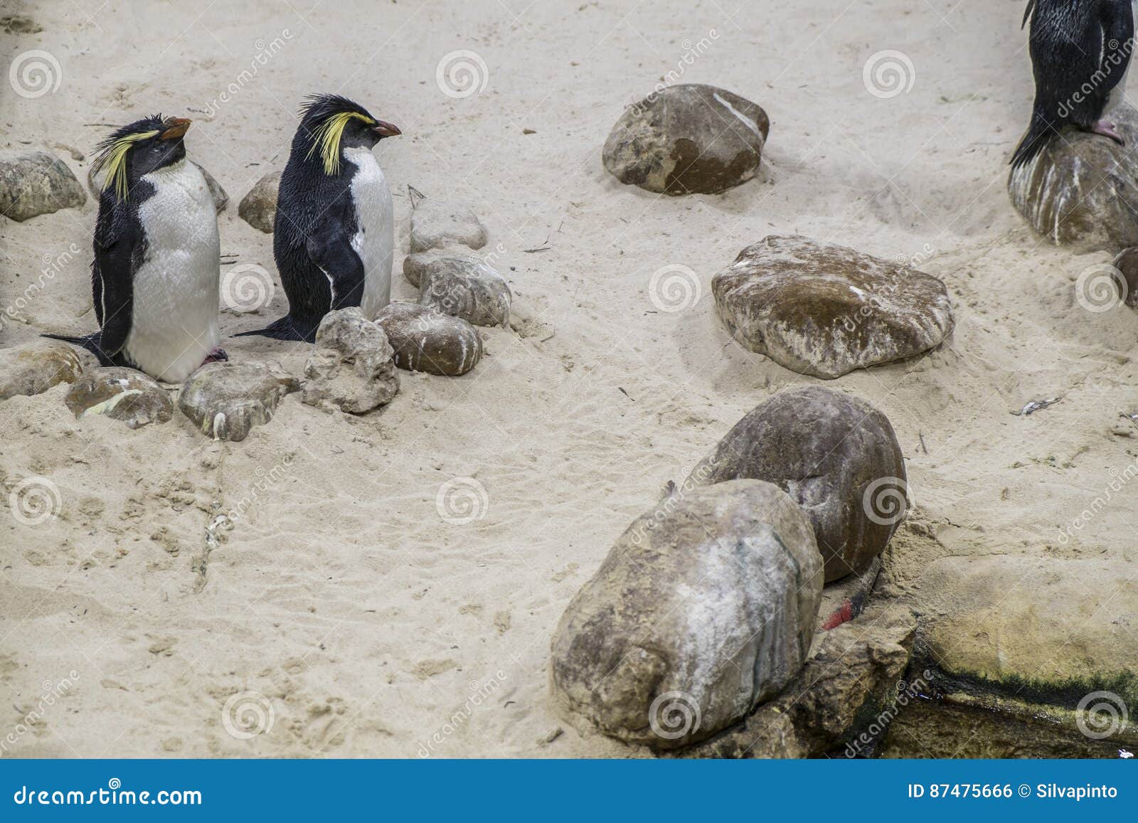 Pinguin del Madagascar a Città del Capo