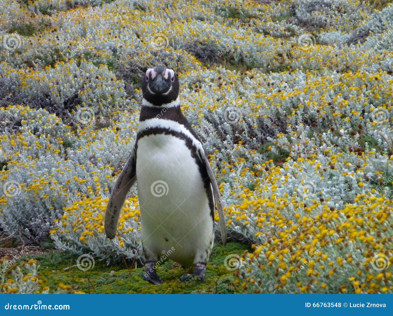 pinguin in a green and yellow moss in seno otway reservation in chile