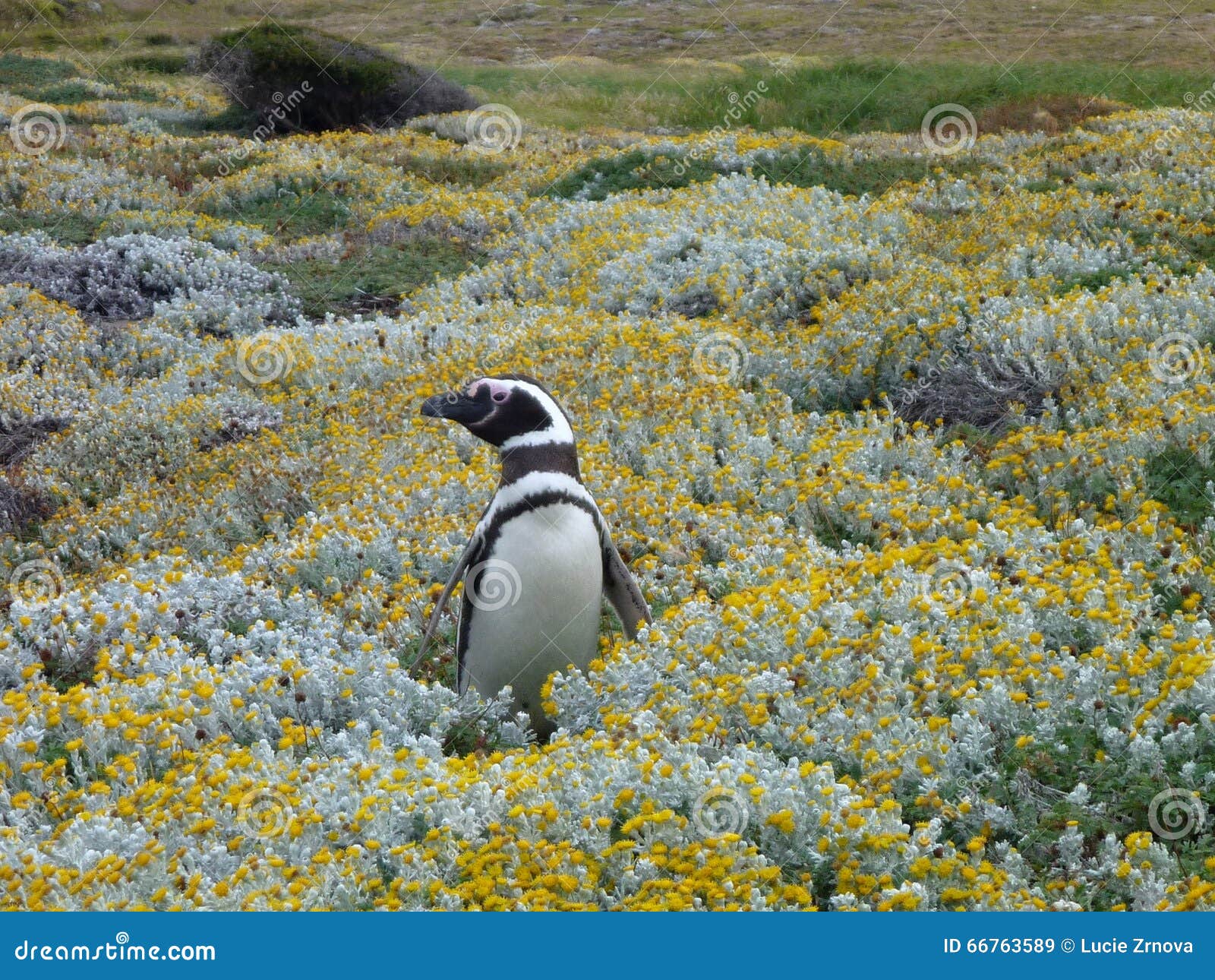 pinguin in a green and yellow moss in seno otway reservation in chile