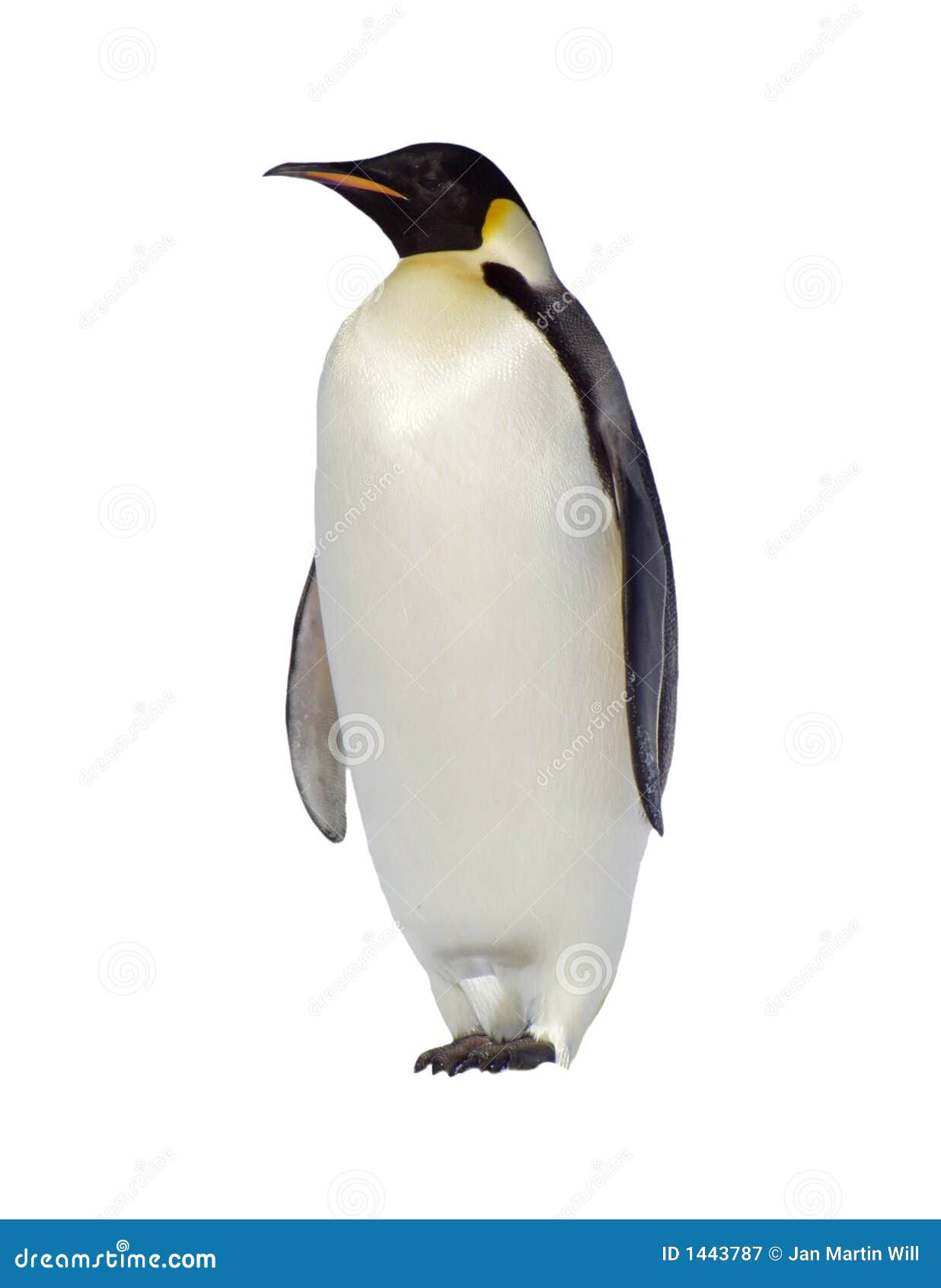 Pinguino isolato di emporer dell'Antartide