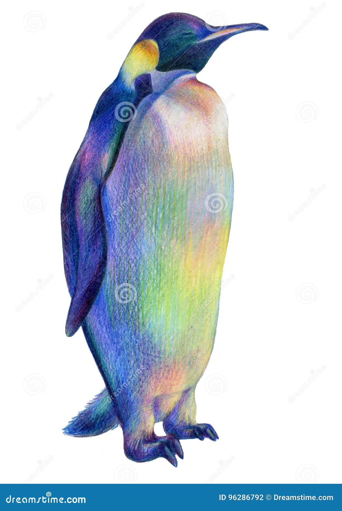 Pinguino reale fiero colorato dell arcobaleno del disegno di matite