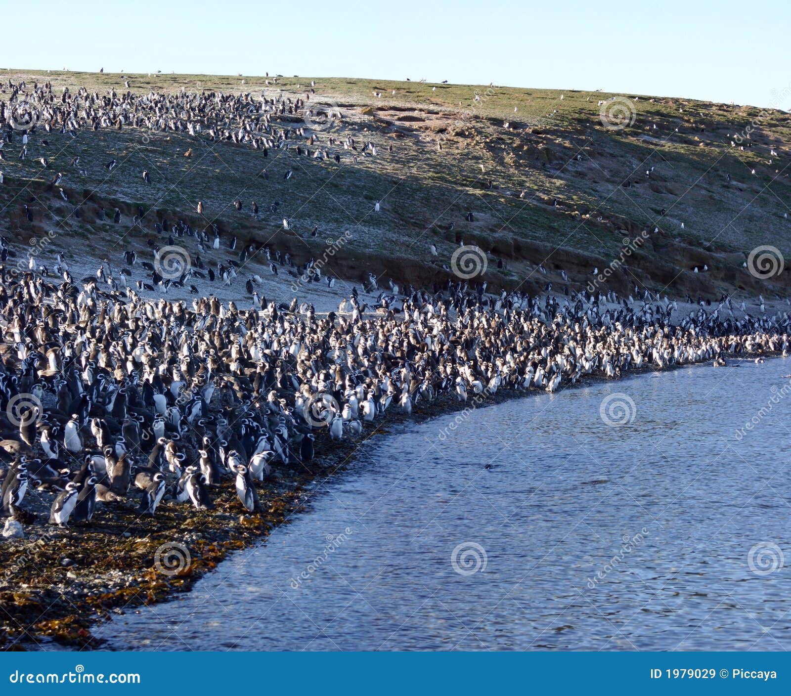 pinguins of magellan in chile
