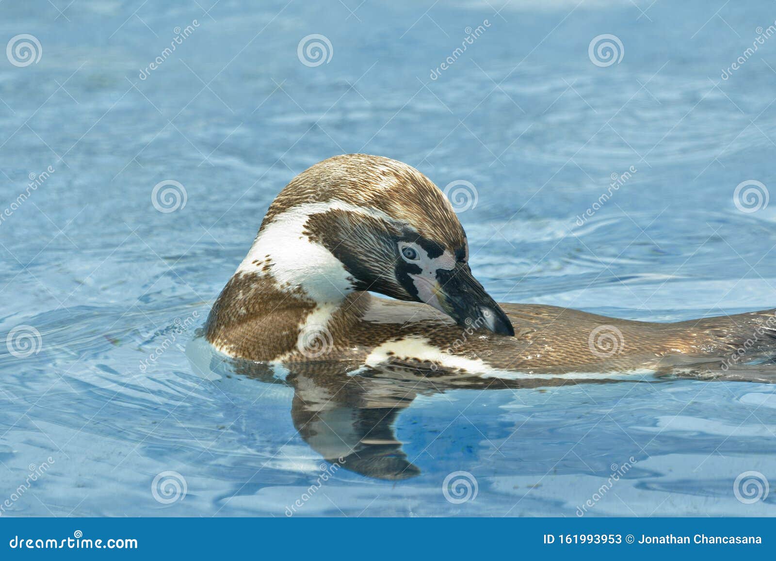 pingÃÂ¼ino de humboldt spheniscus humboldti_c