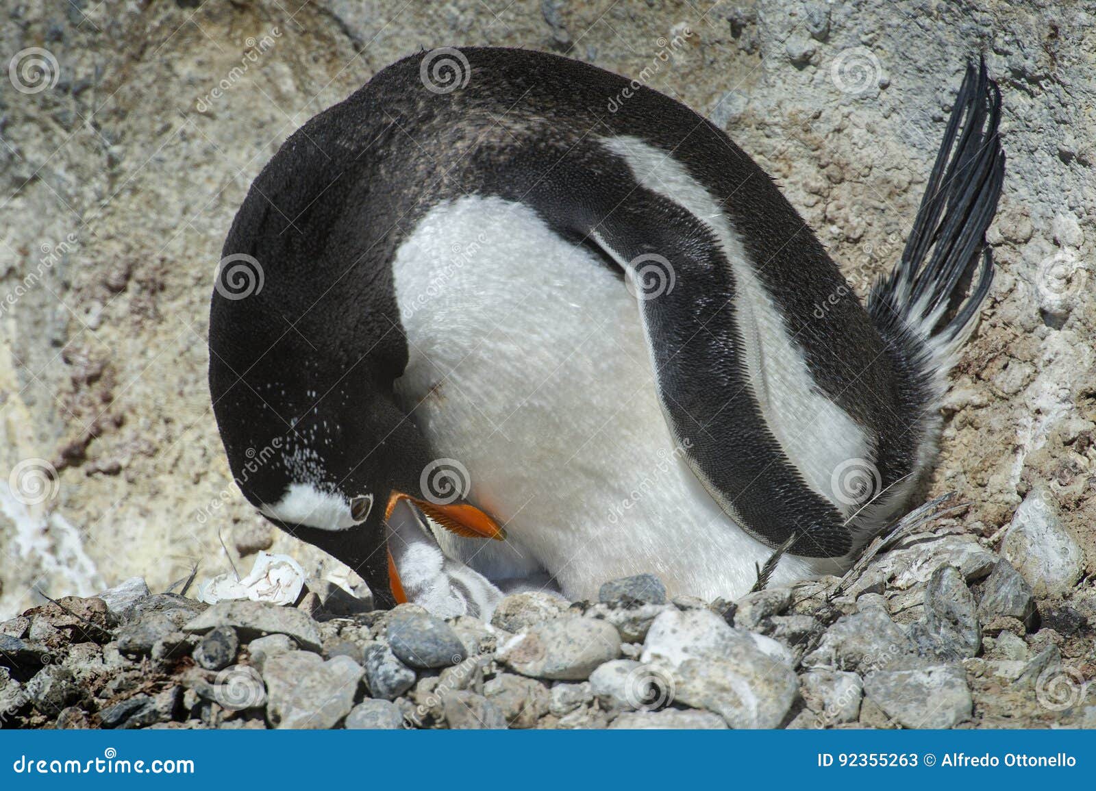 pingÃÂ¼inos papua en la peninsula antartica