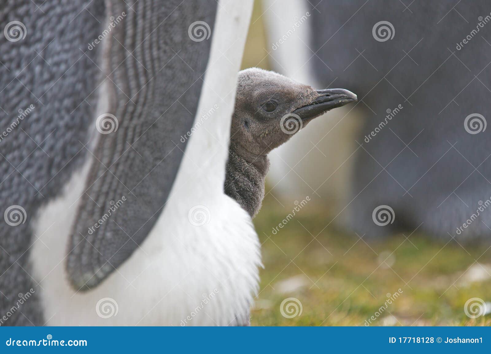 Pingüino que vigila Hatchling. Un pingüino adulto está vigilando un hatchling que se esté colocando entre las piernas de los adultos.