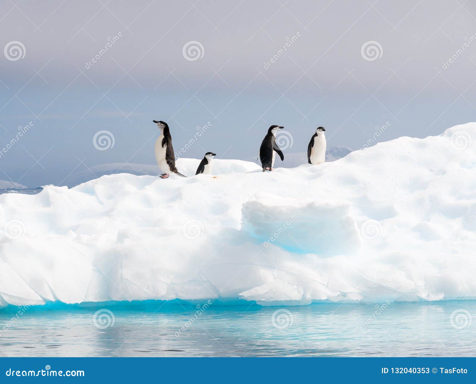 Pingüinos de Chinstrap, antarcticus del Pygoscelis, colocándose en masa de hielo flotante de hielo. Cuatro pingüinos del chinstrap, antarcticus del Pygoscelis, colocándose en masa de hielo flotante de hielo en Anna Cove, estrecho de Gerlache, península antártica, la Antártida