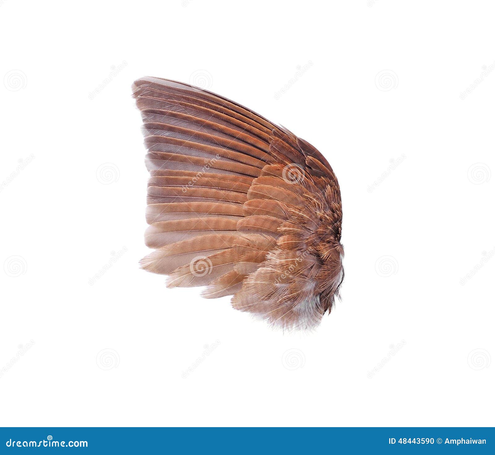 Pinion stock photo. Image of elegance, animal, purity 48443590