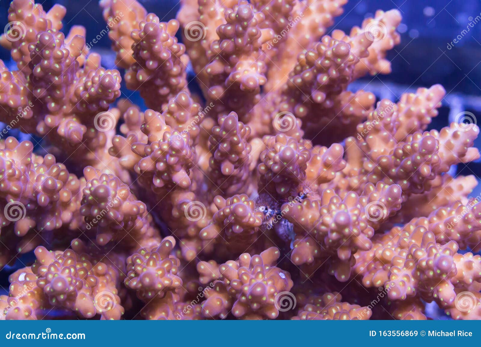 Pink Acropora Coral stock image. Image of tropics, marine - 163556869