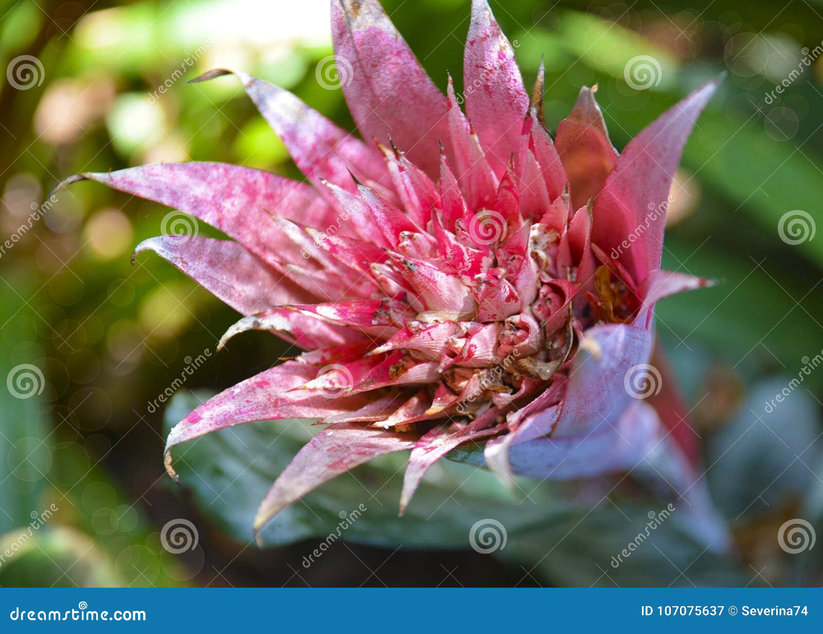 Pink Aechmea Fasciata Flower In A Tropical Garden Silver Vase Or Urn Plant Of Bromeliad Family Stock Image Image Of Bloom Detail 107075637