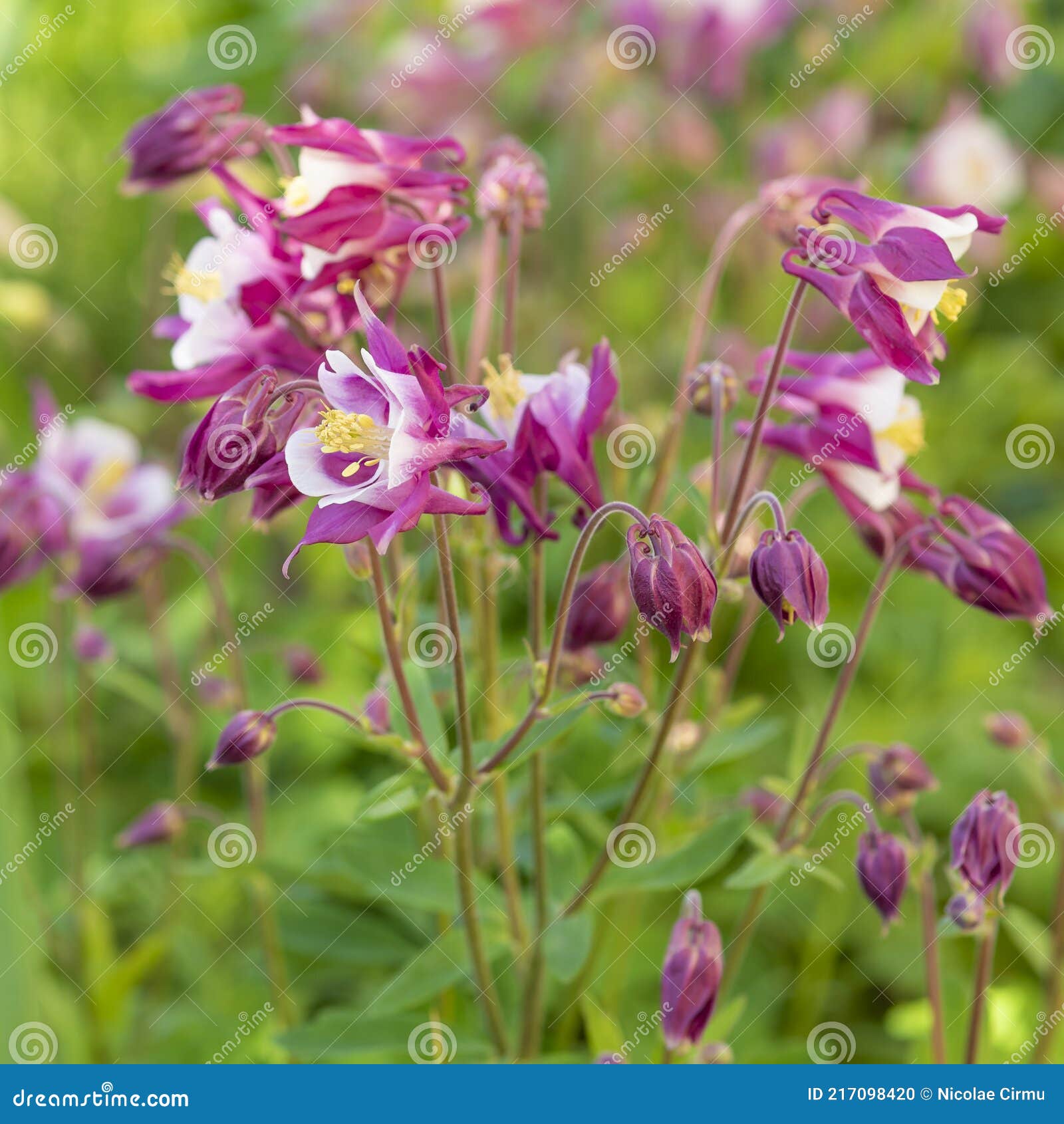 Pink akelei aquilegia flower bush in shadow, in the garden