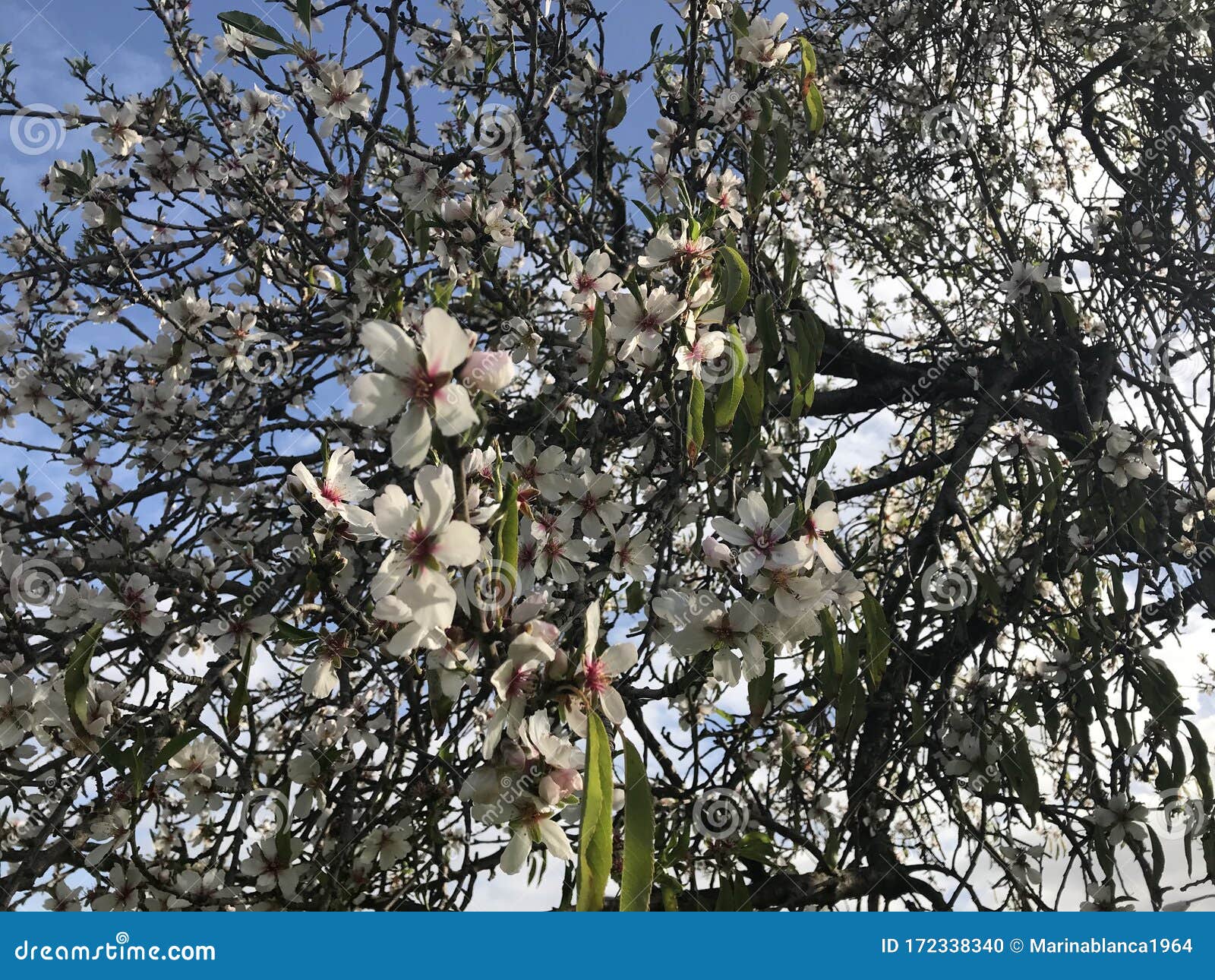 pink almond blossom set against a blue sky