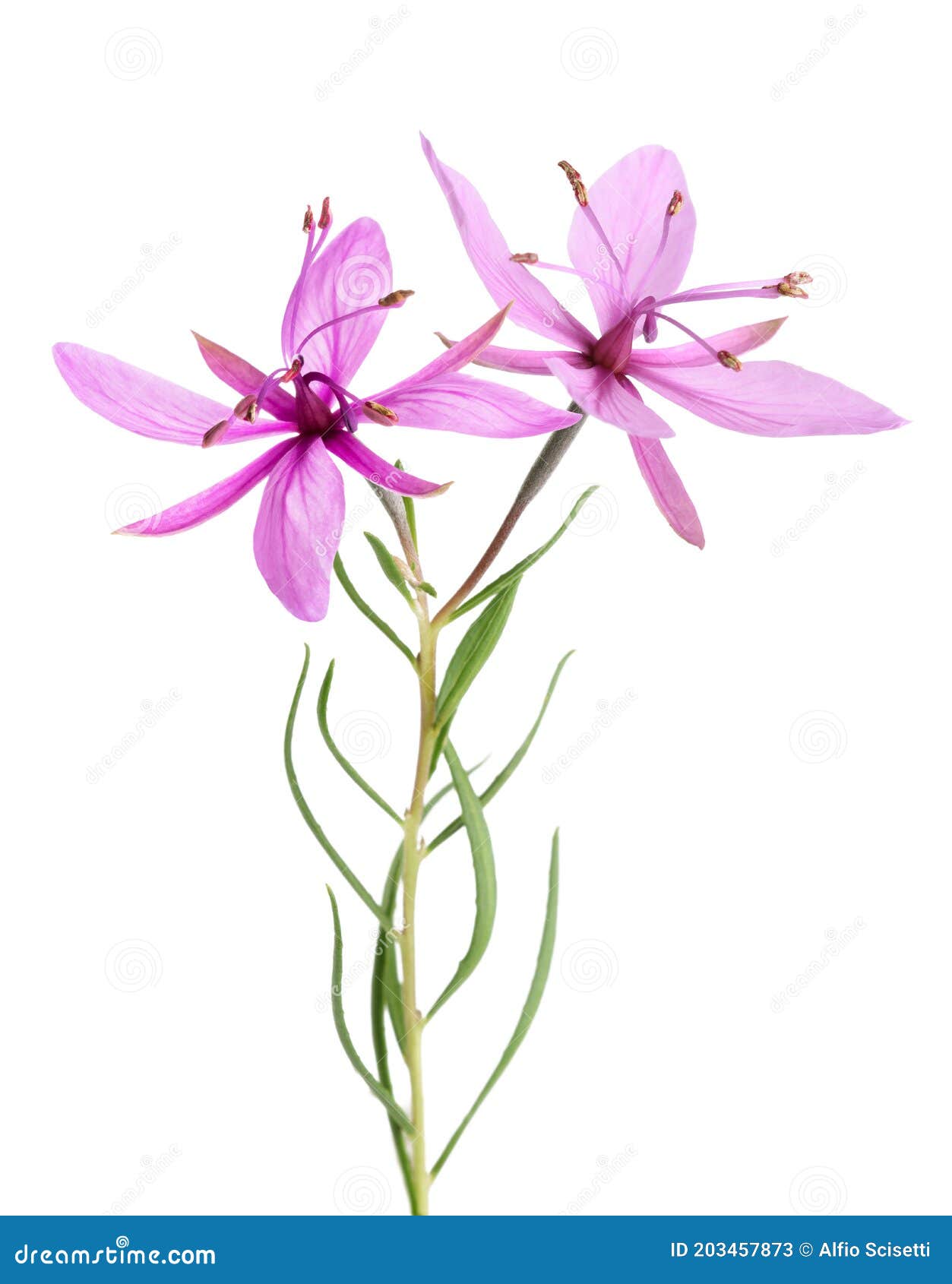 Pink Alpine willowherb stock image. Image of epilobium - 203457873