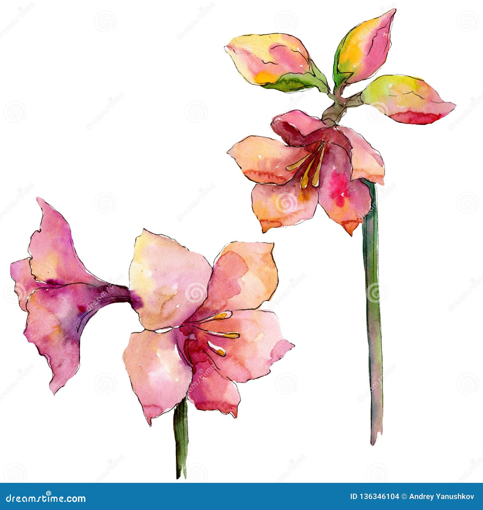 Pink Amaryllis Floral Botanical Flower. Watercolor Background Illustration Set. Isolated Amaryllis Illustration Element. Stock Illustration - Illustration Of Flower, Flora: 136346104